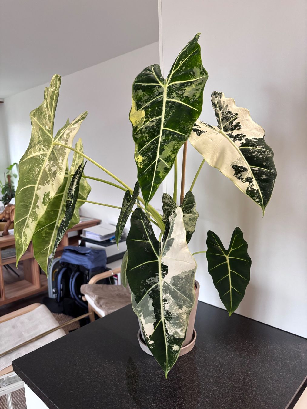 Piante & sementi: Grosse Alocasia Frydek Variegata – Usato da Oberbuchsiten venduto da Muskatellerchen 6