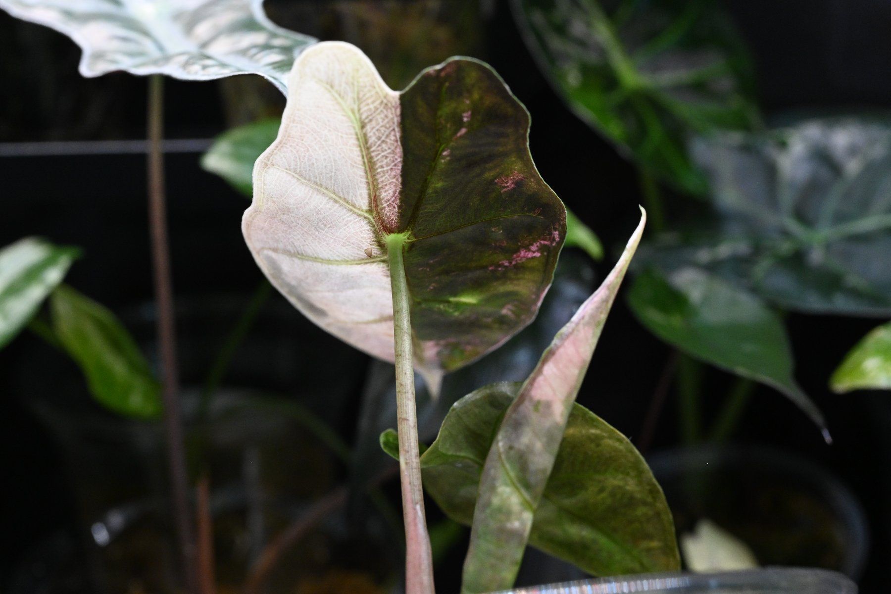 Piante & sementi: Alocasia Amazonica Pink – Usato da Crissier venduto da sleepingmouse