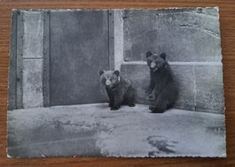 🇨🇭 "Fosse aux Ours" Berne 1943, carte postale ancienne