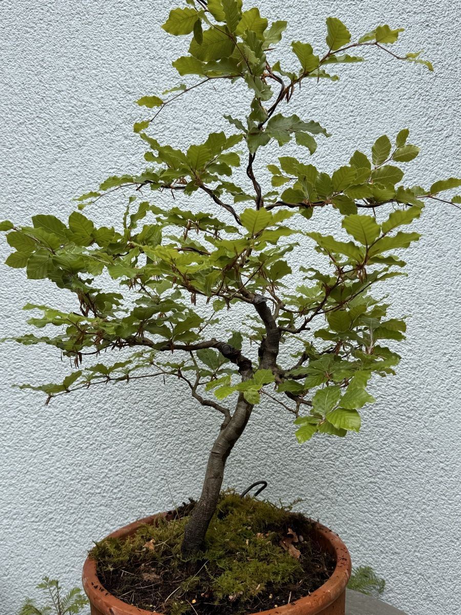 Piante & sementi: Bonsai/Rotbuche – Usato da Münchwilen TG venduto da baluzi3