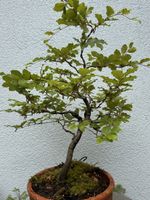 Bonsai/Rotbuche