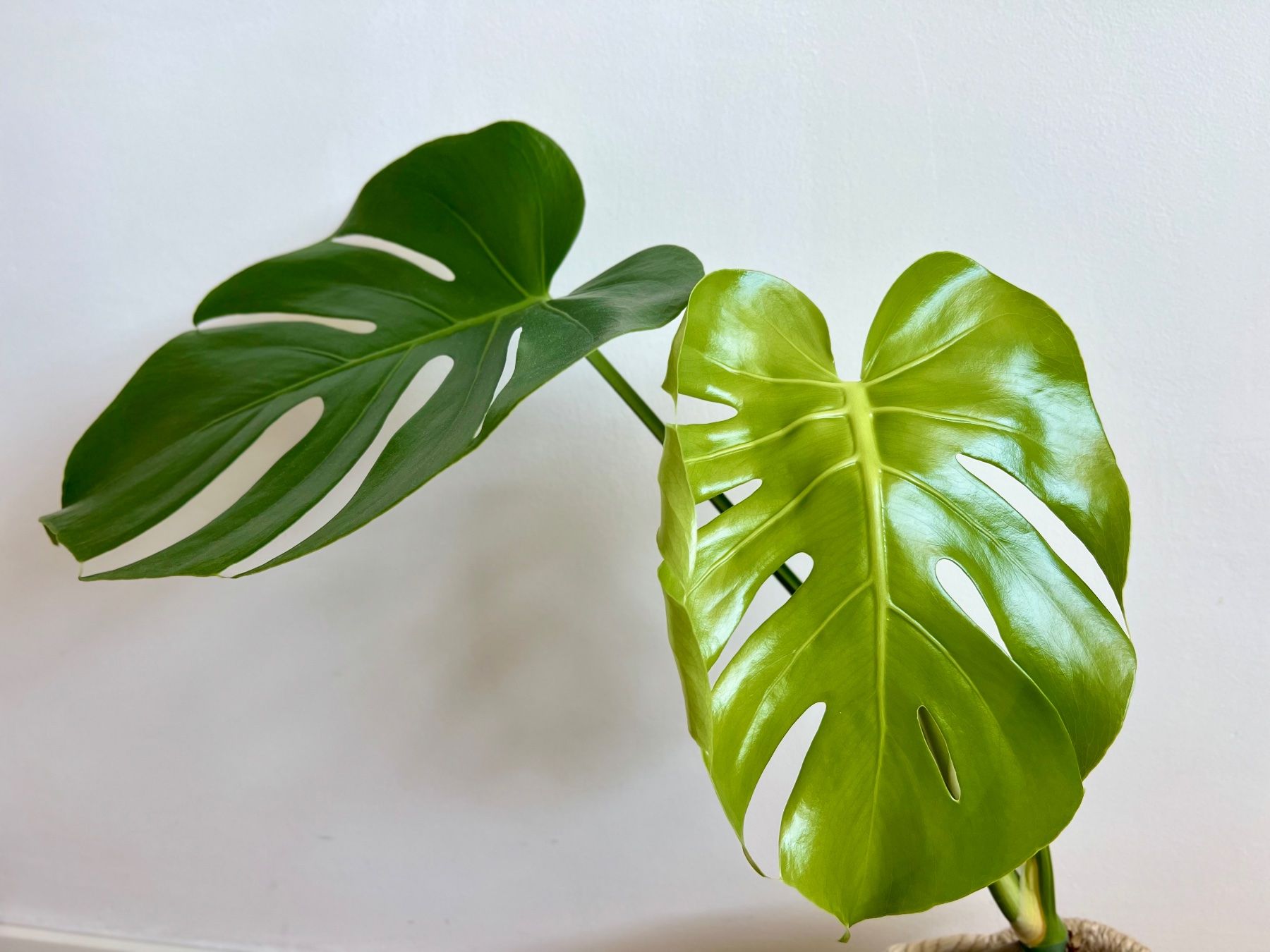 Pflanzen & Samen: Monstera Deliciosa – Gebraucht aus Glattpark(Opfikon) von ste_n99y 1