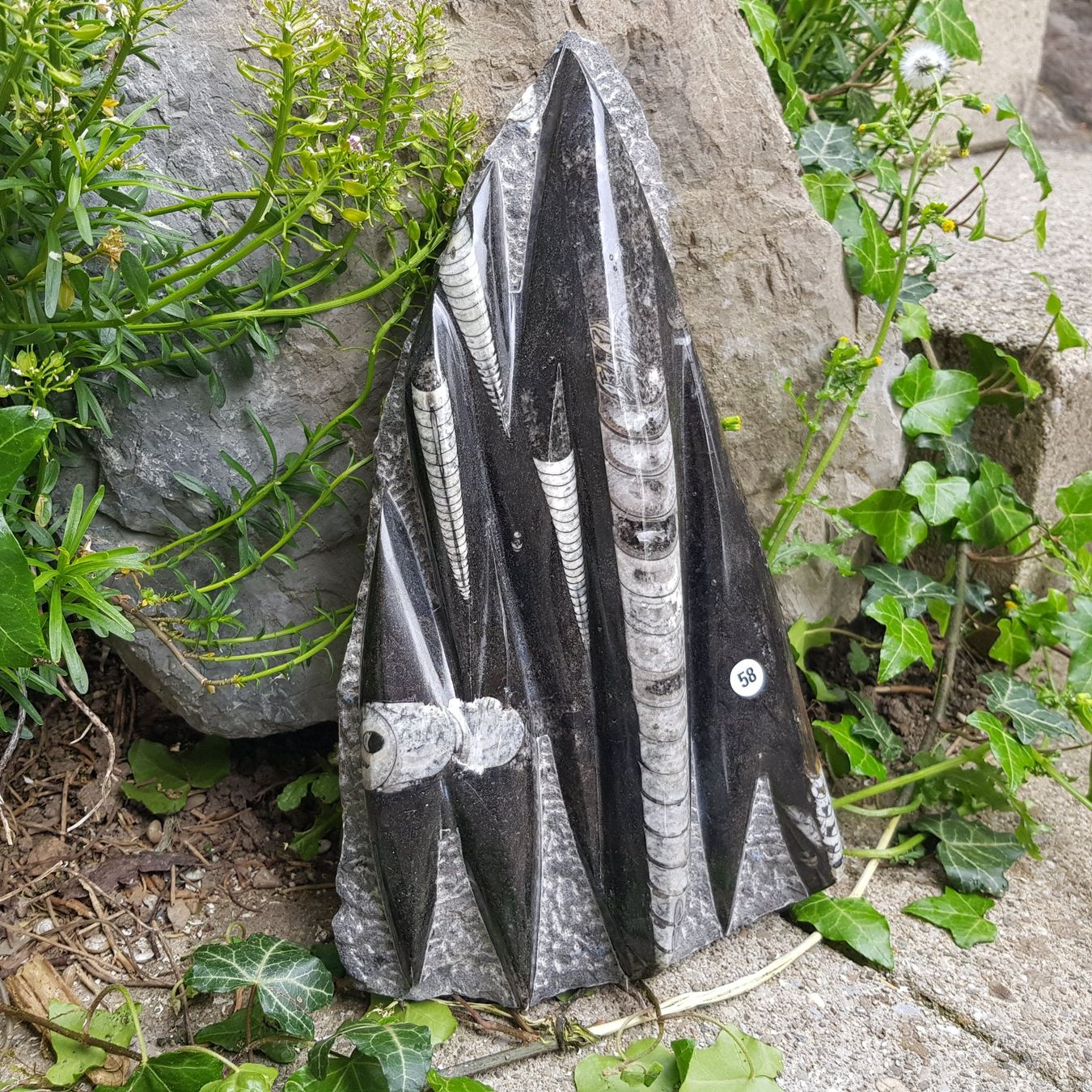 Fossili: Orthoceras Platte 2.64Kg – Nuovo (secondo la descrizione) da Schwanden-Brienz venduto da Testudo06 2