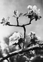 Benedikt Rast, Fribourg, Handabzug, Apfelblüten