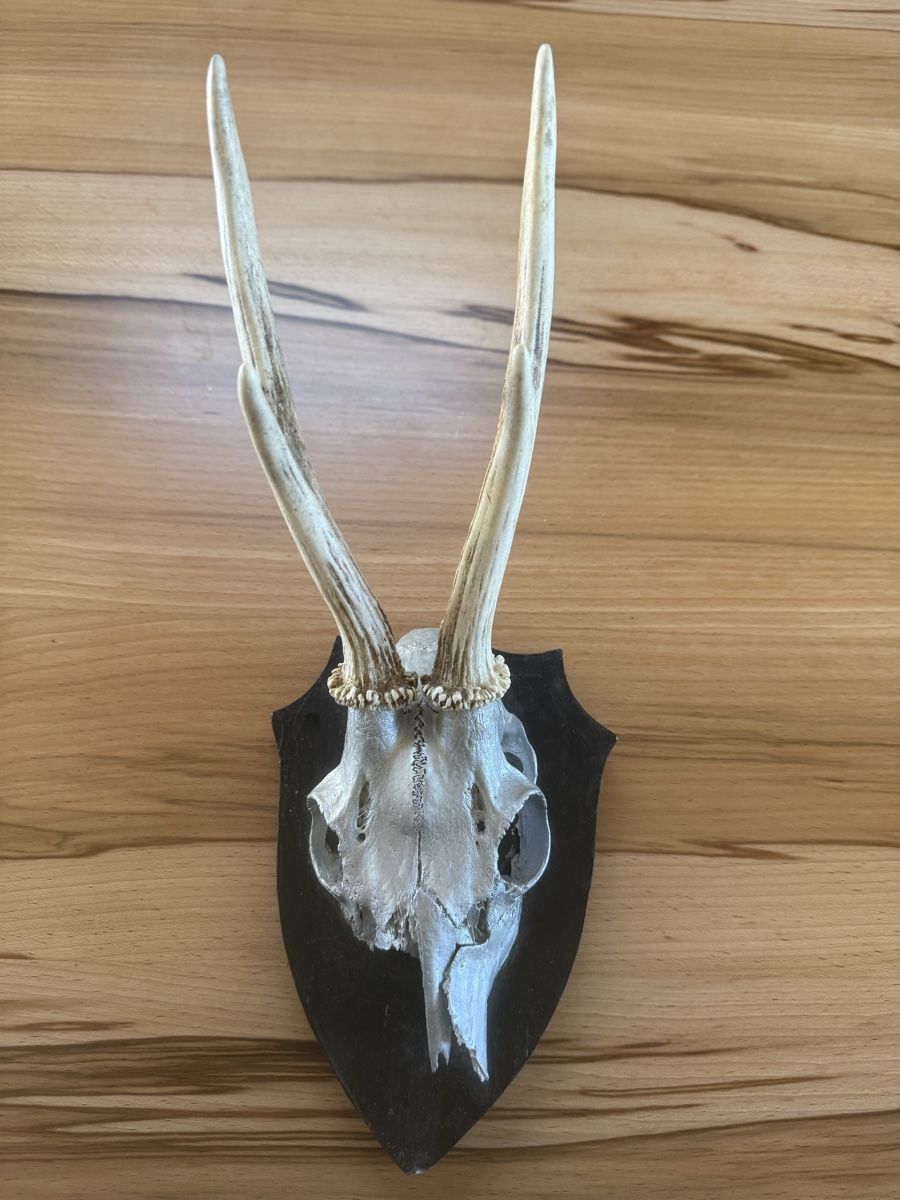 Alle Dekorationen: Rehschädel Airbrush silber – Gebraucht aus Grenchen von Bastet007