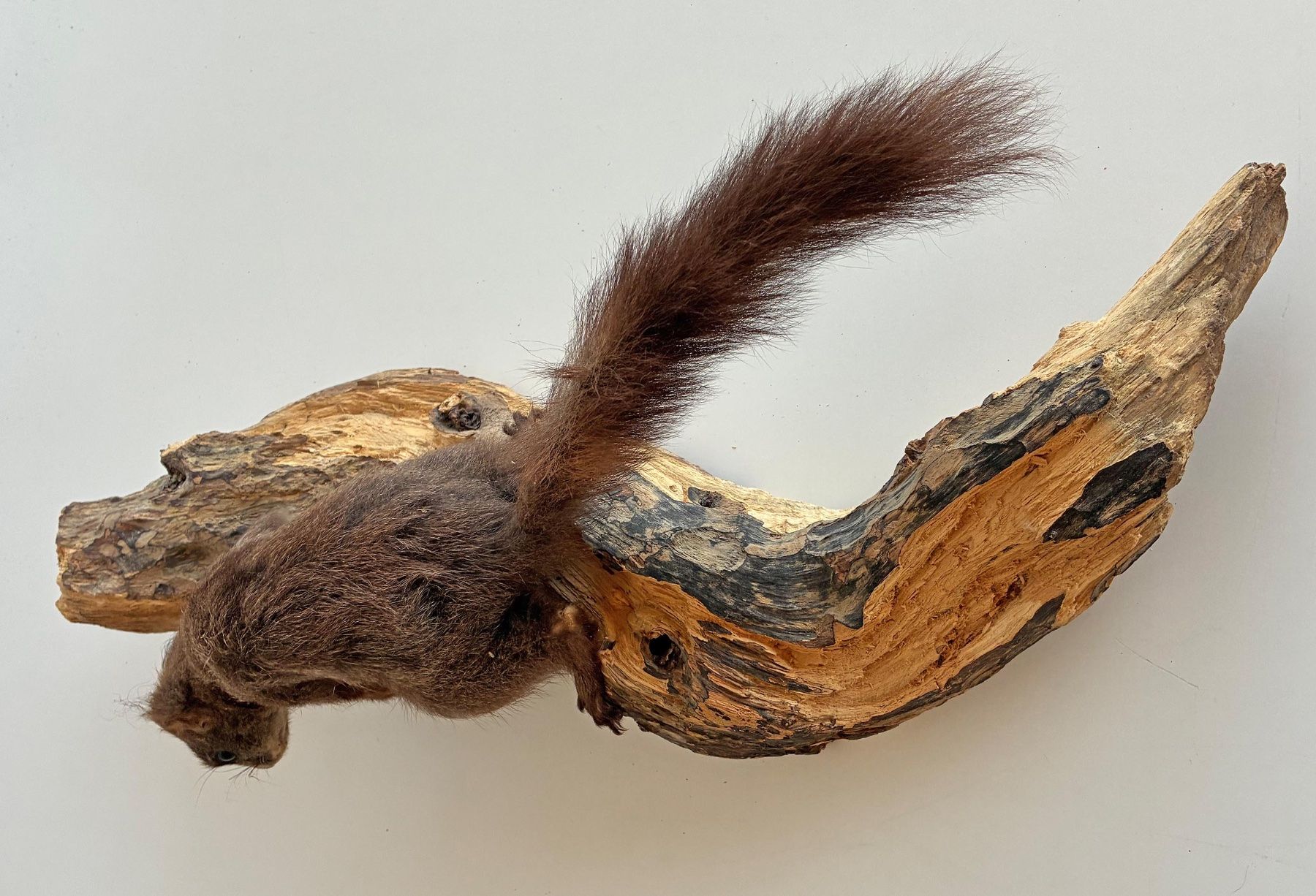 Il mondo degli animali: Eichhörnchen auf Holz – Usato da Bäretswil venduto da robsonantik 2