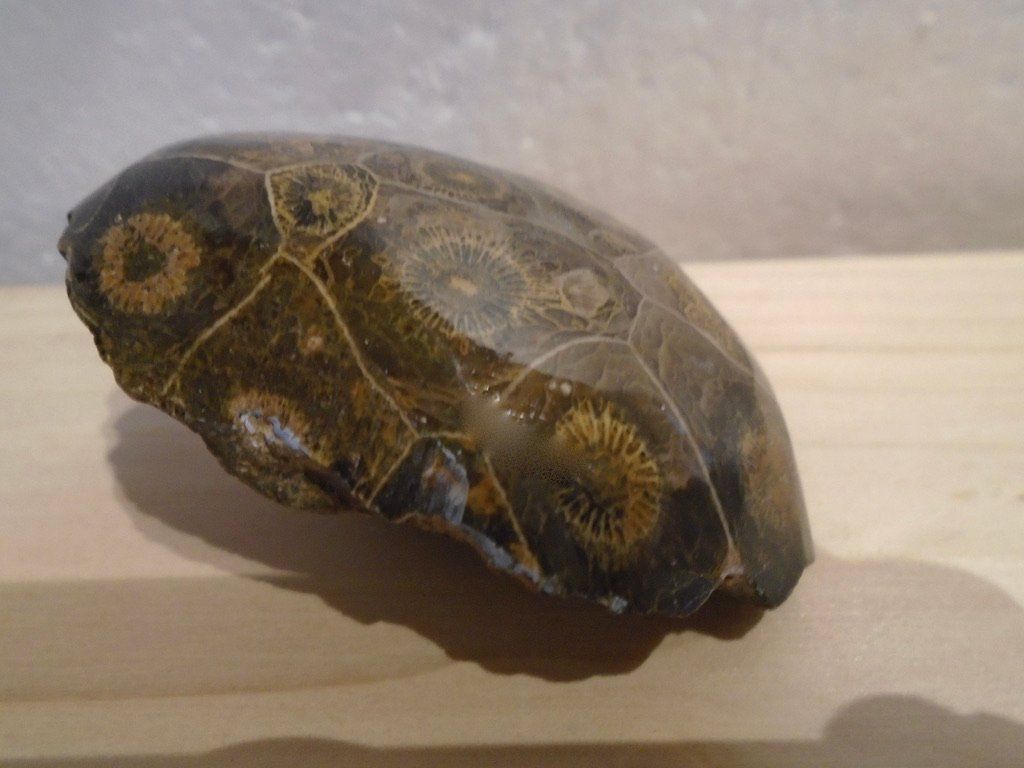 Mineralien & Heilsteine: Versteinerte Koralle – Neu (gemäss Beschreibung) aus Biberist von Steine 1