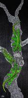 Acrybild Eidechsen