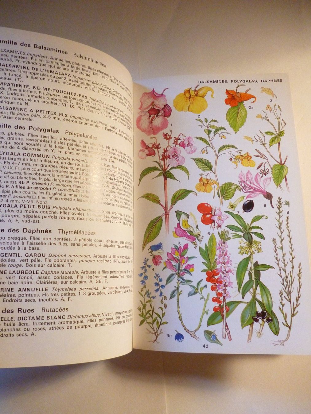 Libri: Guide des fleurs sauvages 6ème édition R.Fitter-A.Fitter... – Usato da Montreux venduto da dodeskaden 6