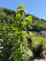 Berg-Ahorn