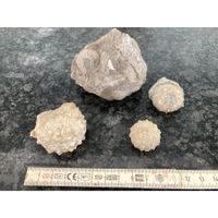 Versteinerte Seeigel Fossilien Versteinerung