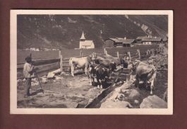 DAVOS - Sertig-Dörfli - An der Tränke - Kühe - 1926