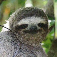 Profile image of wildfang_