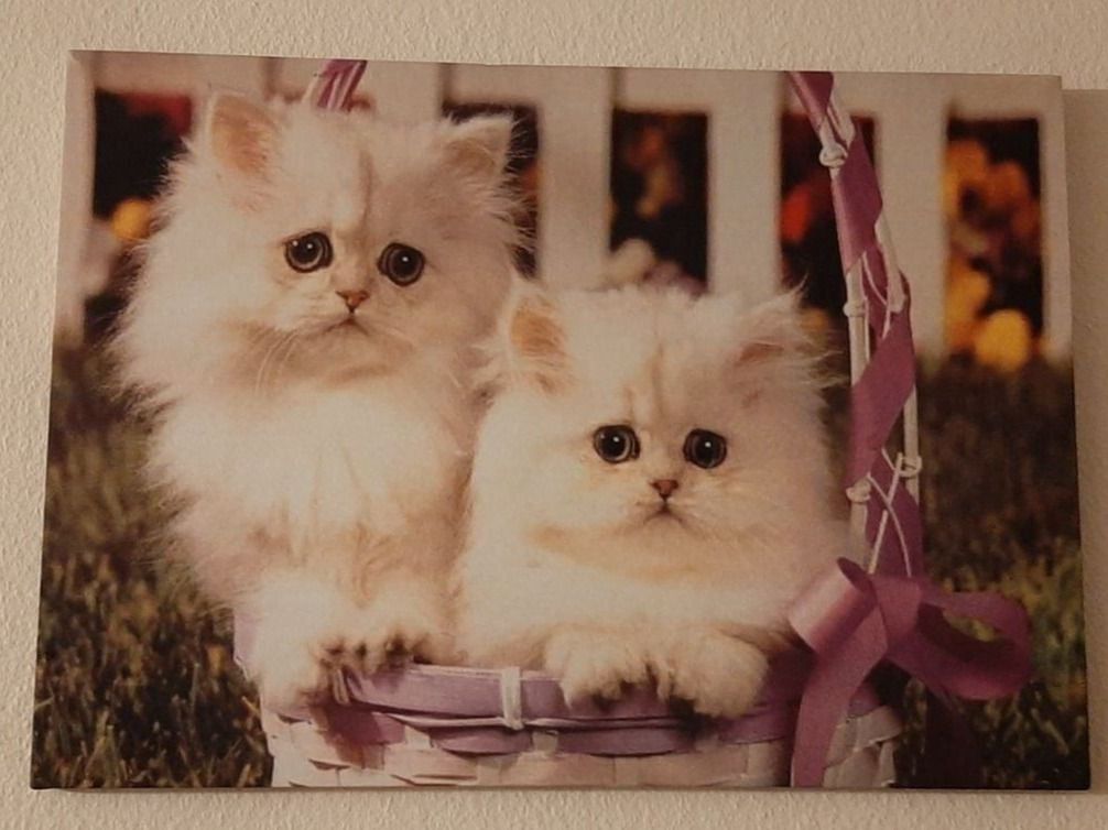 Poster & Bilder: Zwei weisse Katzen / Mietzen LED Bild – Neu und originalverpackt aus Kilchberg ZH von ruedi34