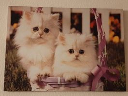 Zwei weisse Katzen / Mietzen LED Bild
