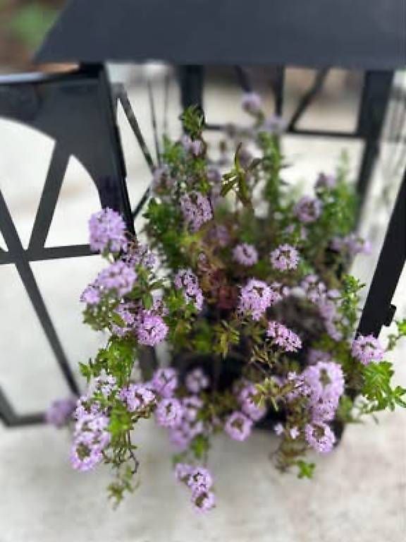 Toutes les décorations: Zitronenthymian in der Laterne  – D'occasion à Frauenfeld par Irene.Schuppli 1