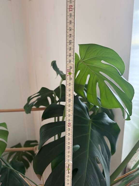 Piante & sementi: Grosse Monstera Pflanze – Nuovo (secondo la descrizione) da Hinwil venduto da marinaschroder 1