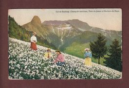 Col de SONLOUP - Champ de Narcisses // pli //
