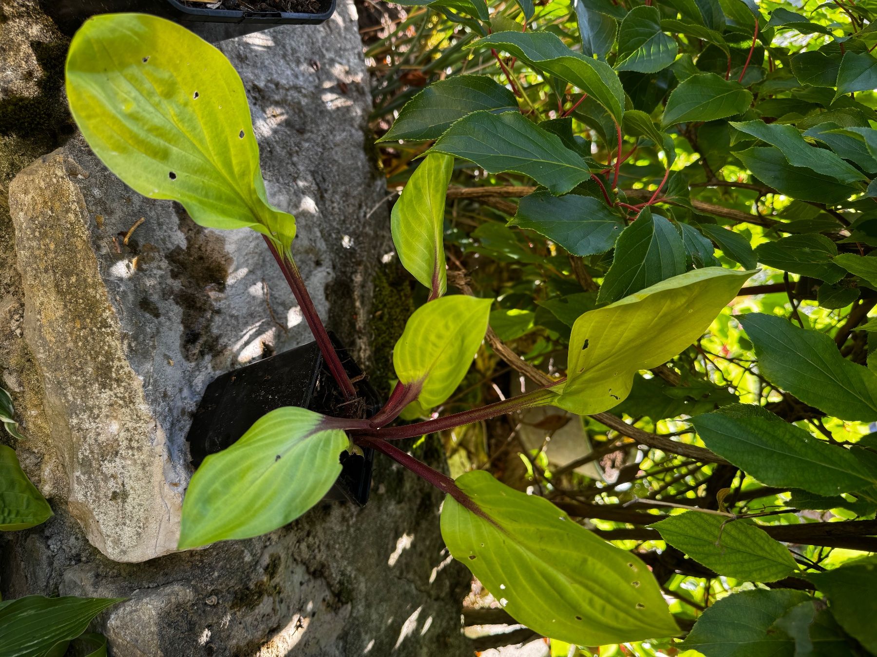 Plantes & graines: Hosta lemon snap – D'occasion à Lajoux JU par Briard0