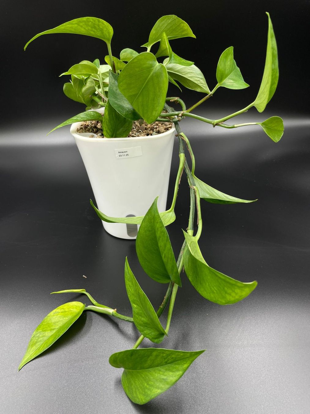 Piante & sementi: Epipremnum aureum 'Teruno Amazon' – Nuovo (secondo la descrizione) da Bühler venduto da googelibear