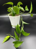 Epipremnum aureum 'Teruno Amazon'