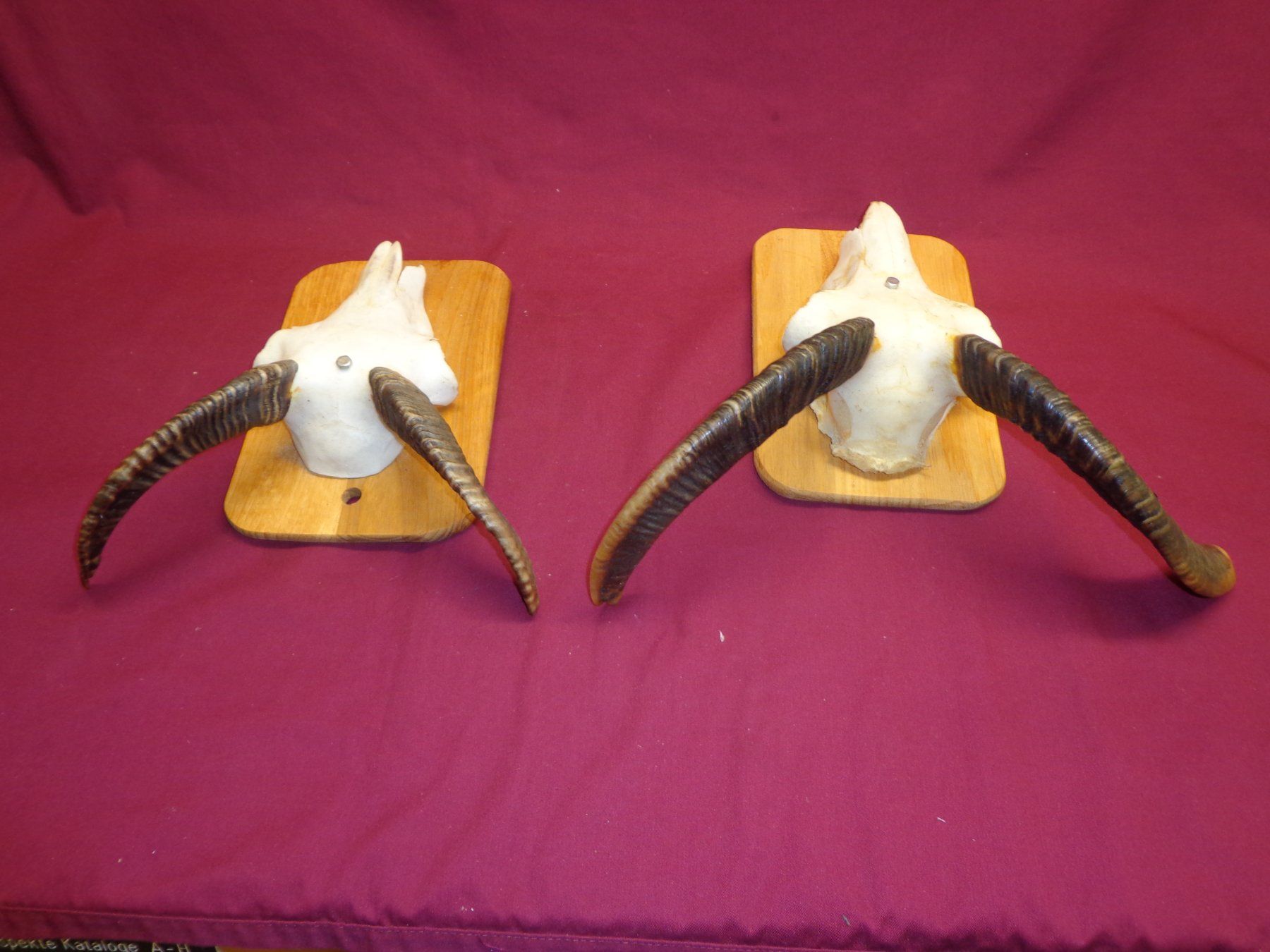 Il mondo degli animali: Widder, Geweihe, Trophäe, Horn, Dekoration, Jagd, Geissen. – Usato da Andeer venduto da Baerenburger 5