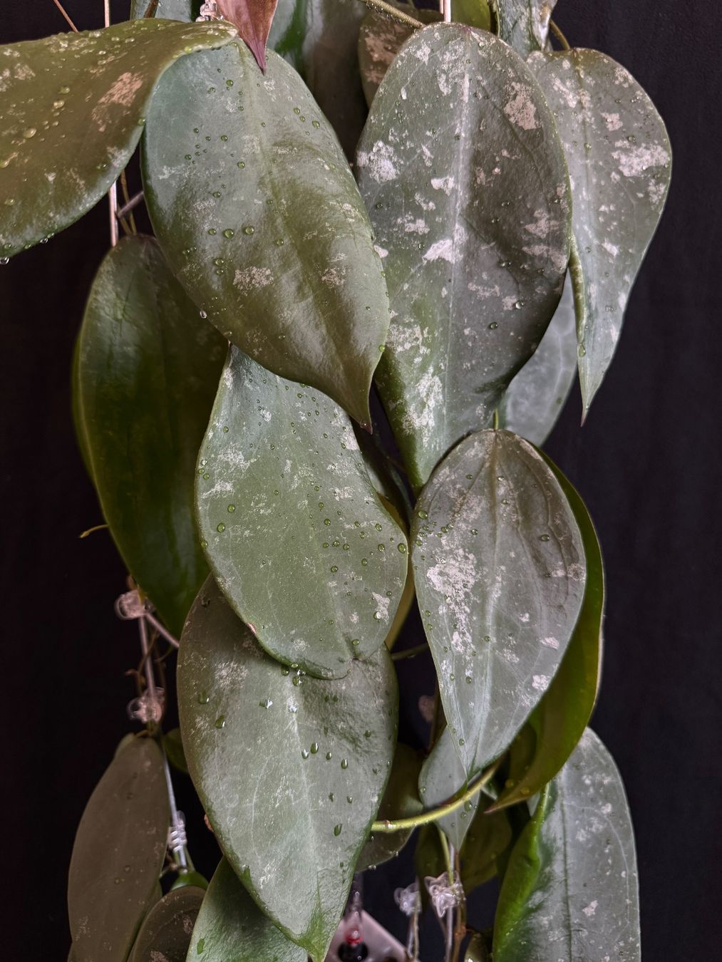 Pflanzen & Samen: Hoya sangguensis Borneo mit Blüte – Neu (gemäss Beschreibung) aus Bühler von googelibear 1