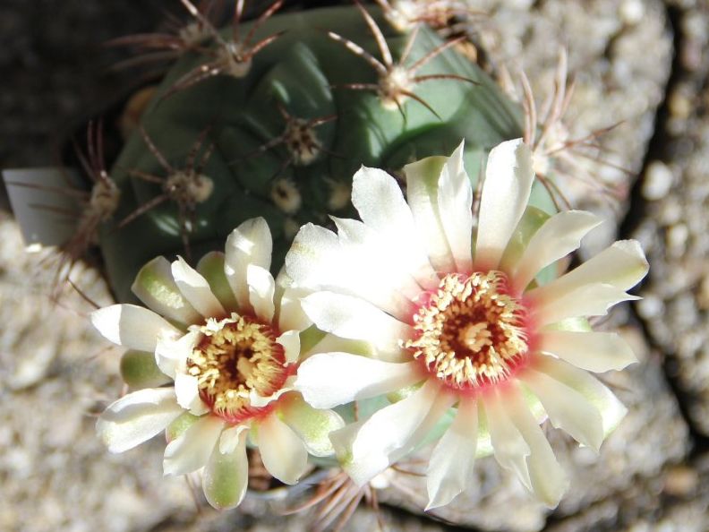 Piante & sementi: Kaktus Gymnocalycium curvispinum – Usato da Steg im Tösstal venduto da Stacheli24 2