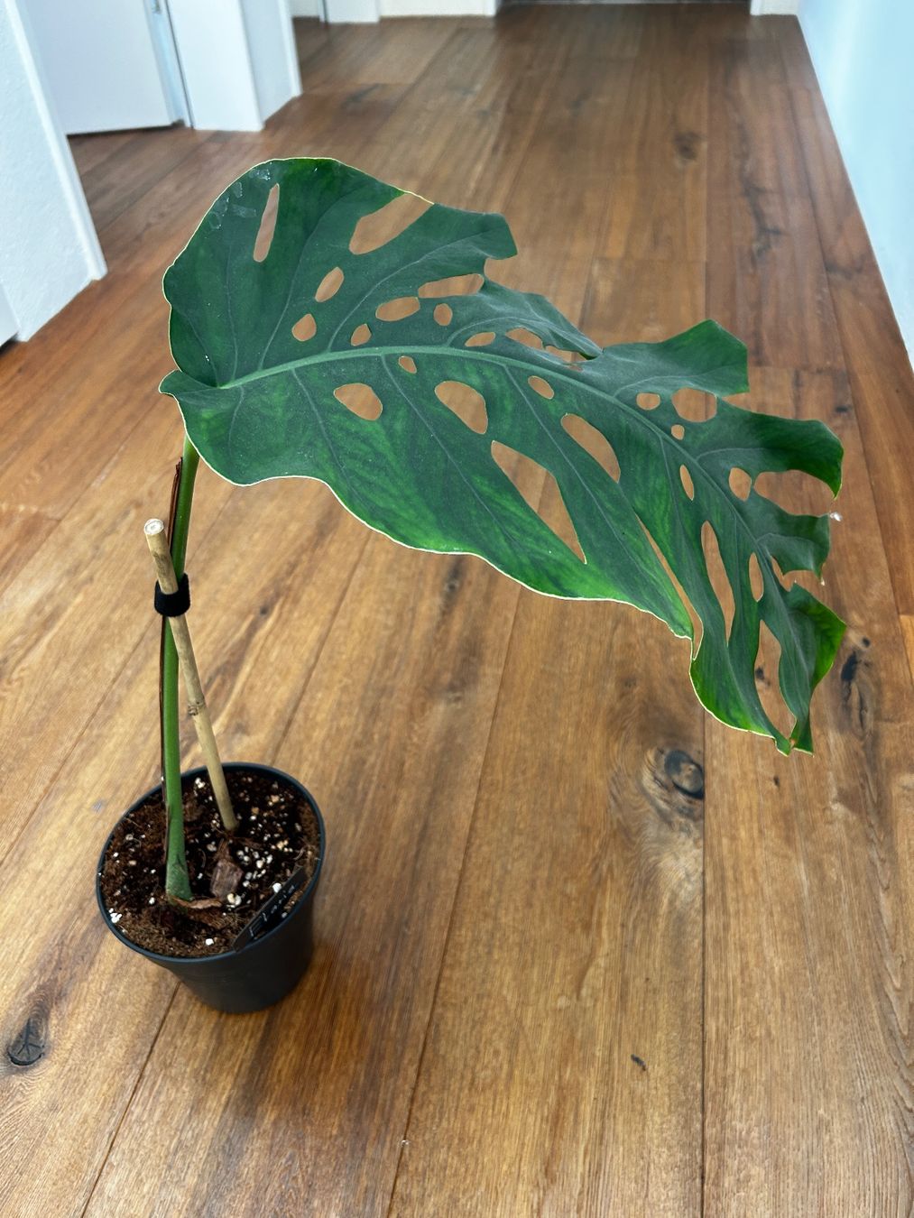 Piante & sementi: Monstera Dubia XL Steckling – Usato da Wattwil venduto da Mikesplantshop 2