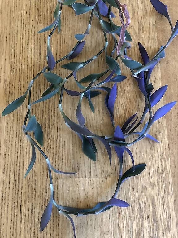 Pflanzen & Samen: Dreimasterblume Hängepflanze – Gebraucht aus Rüti ZH von Nottinghill2 2