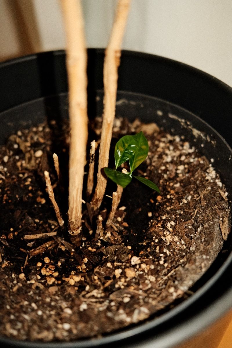 Plantes & graines: Kaffeepflanze – D'occasion à Zürich par dvblch 3