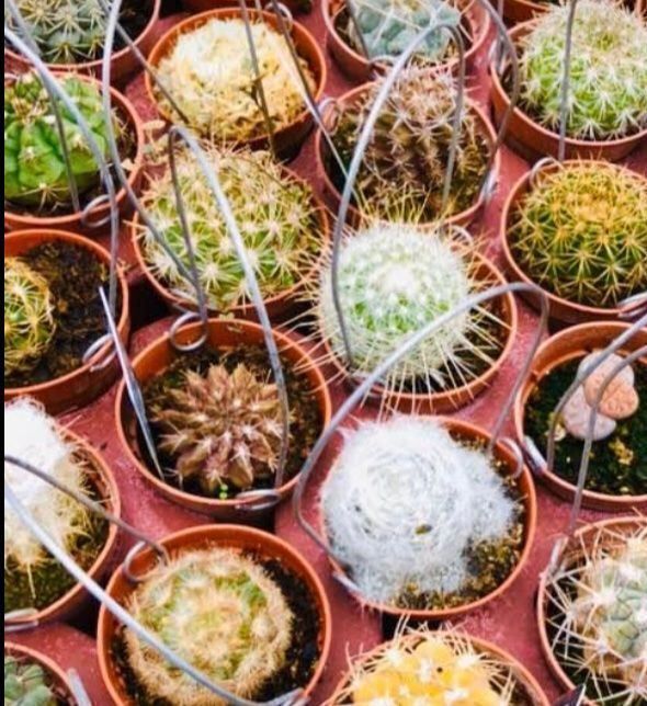 Pflanzen & Samen: 20 VERSCHIEDENE KAKTEEN COLLECTION – Neu und originalverpackt aus Rovio von POSITIFFARTandPLANTS 5