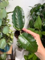Hoya versteegii ✨