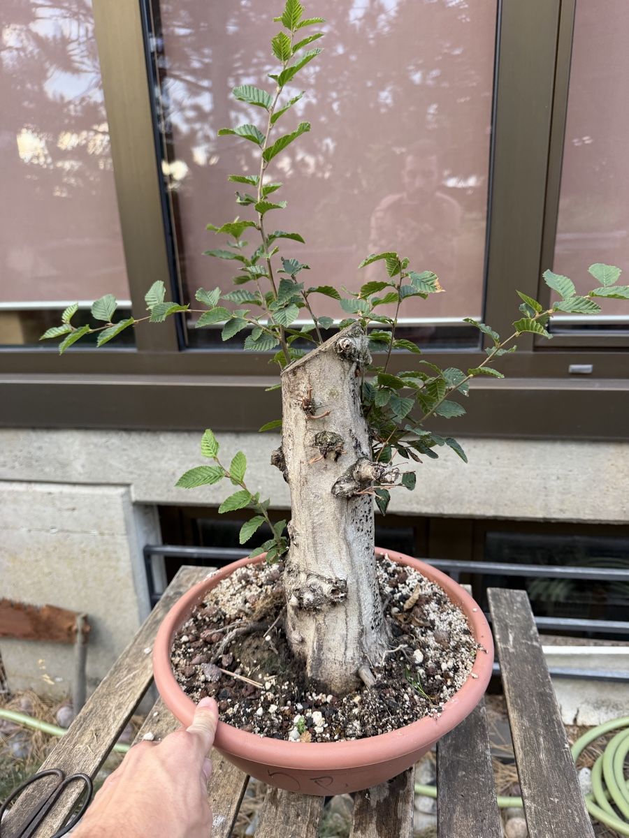 Piante & sementi: Hainbuchen Rohling Bonsai – Usato da Suhr venduto da BonsaiGutzi 2