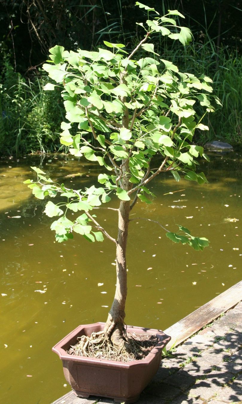 Pflanzen & Samen: Grosser Ginkgo-Bonsai – Gebraucht aus Gretzenbach von Sikim