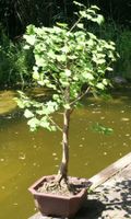 Grosser Ginkgo-Bonsai