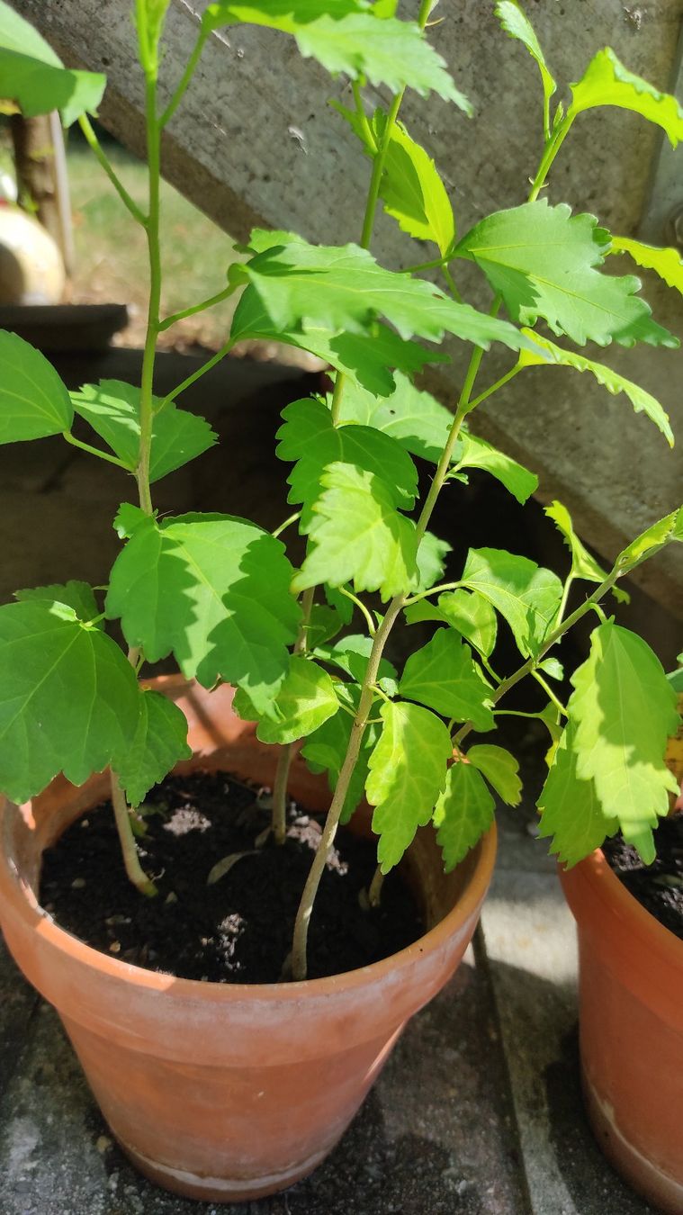 Piante & sementi: Hibiskus, ca. 1-jährig, 8 Stk. – Usato da Baar venduto da Cooltango 2