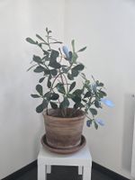 Zimmerpflanze im Topf, guter Zustand, ca. 80cm hoch
