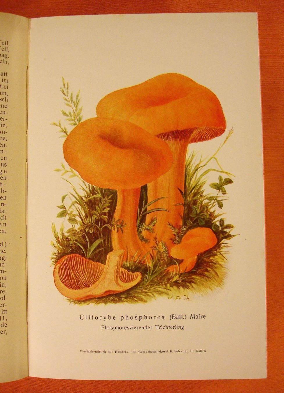 Libri: DIE TRICHTERLINGE, PILZE, 1926 – Usato da Grüningen venduto da Kartensammler 2