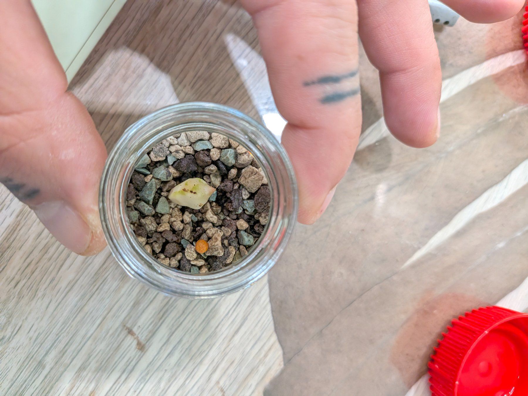 Piante & sementi: Bulbe Alocasia Okinawa Silver – Usato da Genève venduto da Venellah