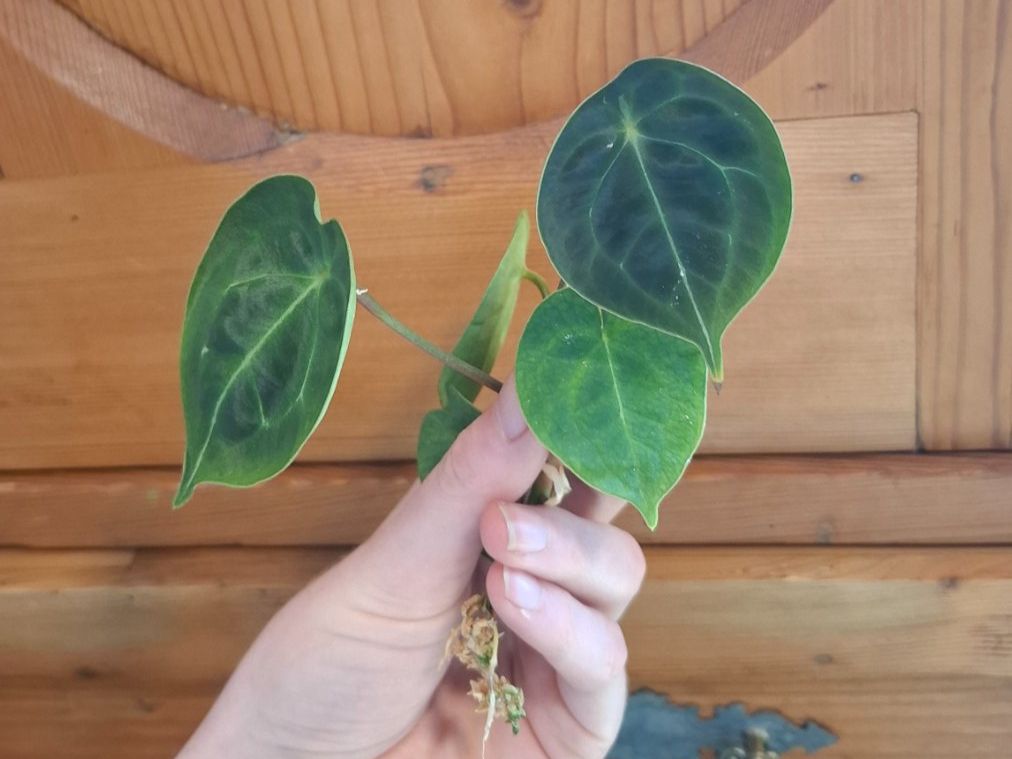 Piante & sementi: Anthurium forgetii dark form – Usato da Hausen AG venduto da Pflaenzlioase