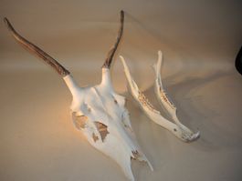 Rot Hirsch Gehörn Hirschgeweih Trophäe Deko Geweih Jagd (3)