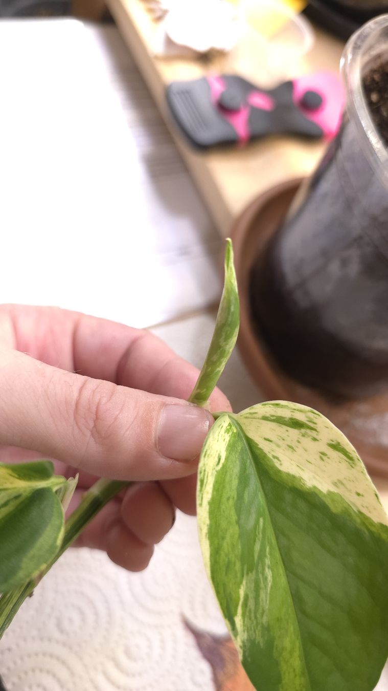 Piante & sementi: Epipremnum Marble Queen  – Nuovo (secondo la descrizione) da Neyruz FR venduto da bry_2dg9 1