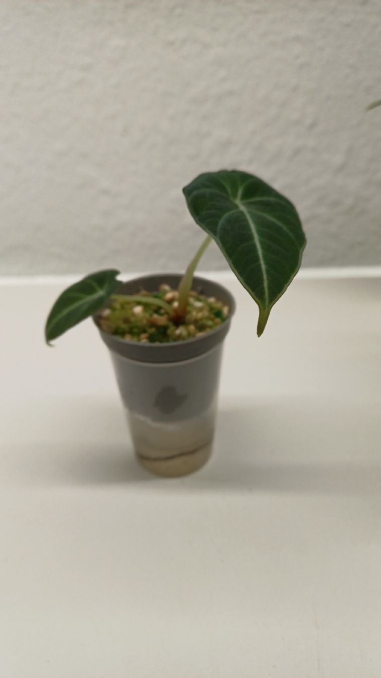 Plantes & graines: Monstera – D'occasion à Bern par uwi_8t7x 1