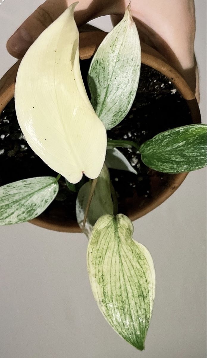Piante & sementi: Philodendron Florida Ghost – Usato da Reinach BL venduto da isa_cgz8 5
