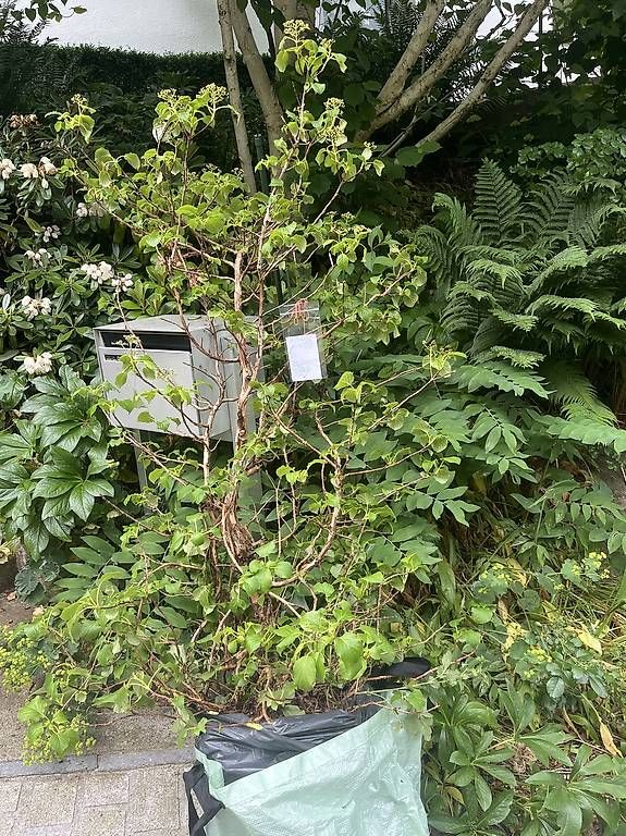 Piante & sementi: Kletterhortensie – Usato da Zürich venduto da chiffchaff 2