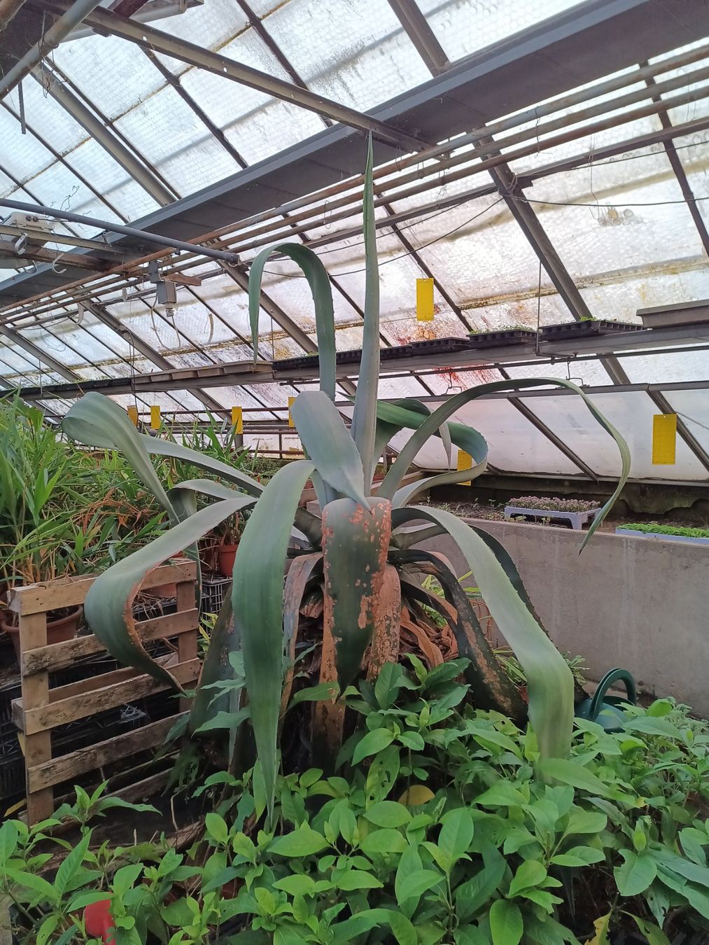 Piante & sementi: Agave americana 60 jährig – Usato da Zug venduto da SirGoldFish 2