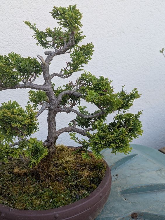 Pflanzen & Samen: Hinoki Cypress Bonsai – Gebraucht aus Ennetbaden von miboo 1