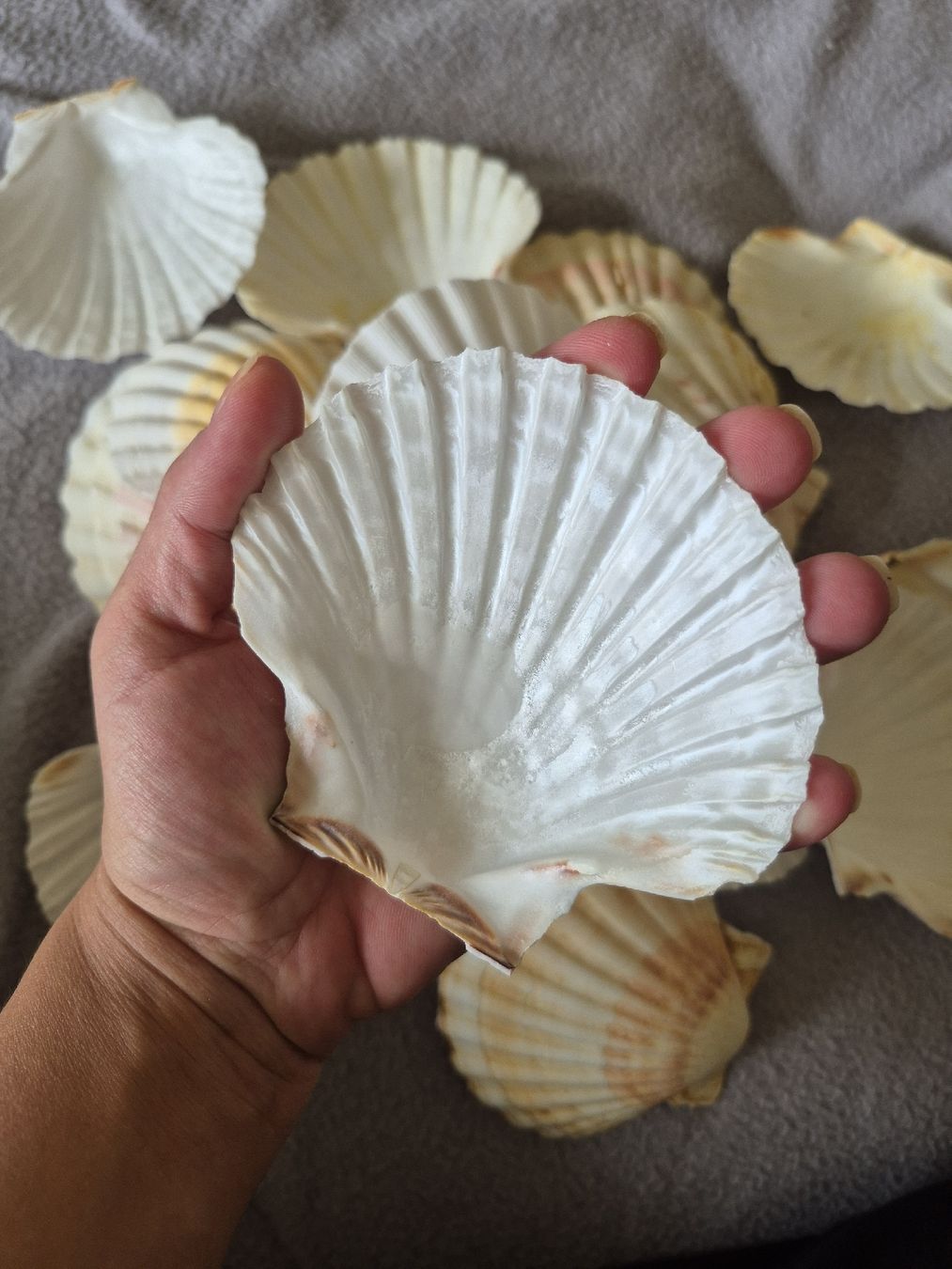 Tutte le decorazioni: conchiglie originali – Usato da Oberengstringen venduto da jessica2023 1