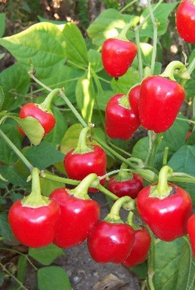 Piante & sementi: 50 Samen Paprika MINI BELL RED – Nuovo (secondo la descrizione) da Ehrendingen venduto da VerveinaSamen 1